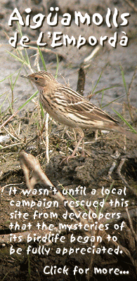 birding in spain birding short breaks red-throated pipit aiguamolls photo
